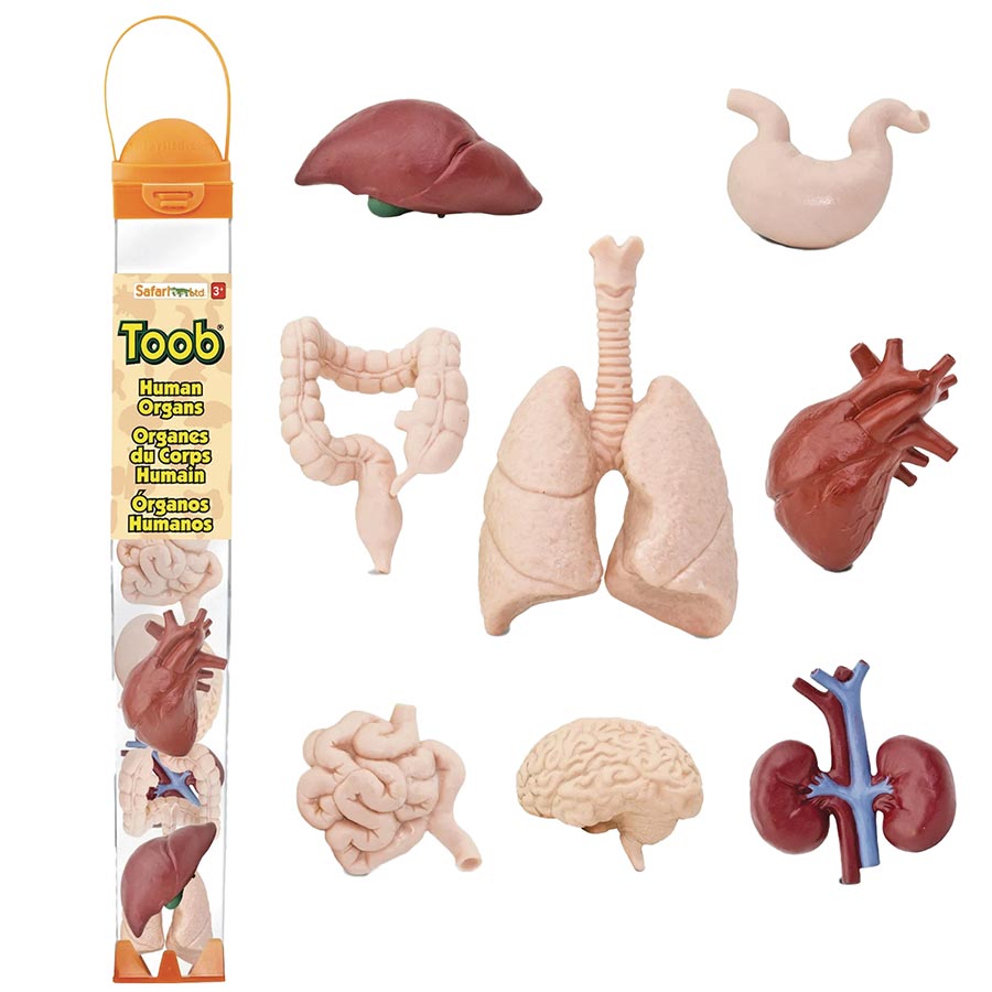 Human Organs 8-Piece Figurine Toob
